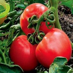 If you want to get a rich harvest of sweet tomatoes with a rich taste - plant a tomato Irina on the site