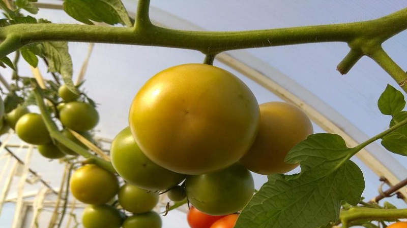 High-yielding, tasty and easy-care Stresa tomatoes for outdoor or greenhouse cultivation