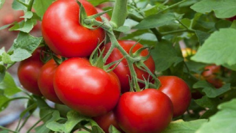 High-yielding, tasty and easy-care Stresa tomatoes for outdoor or greenhouse cultivation
