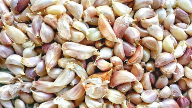 What is a garlic planter: a review of the best models and instructions for making a planter with your own hands