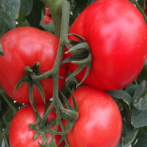 A large-fruited variety with a pleasant taste - Akulina tomato and a step-by-step guide to growing it