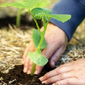 How to get a good pumpkin crop: growing and care in the open field, recommendations of experienced gardeners