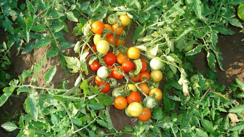 Review of the Moskvichka tomato variety: pros and cons, as well as how to get a good harvest
