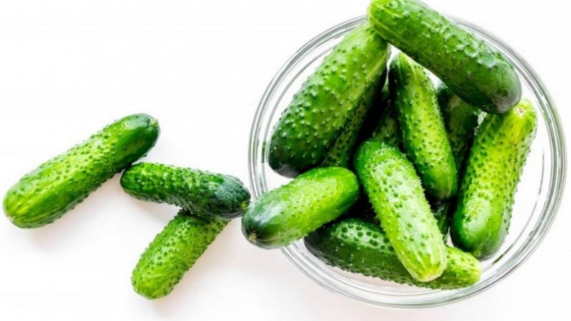 How to properly grow Claudia f1 cucumbers to break yield records