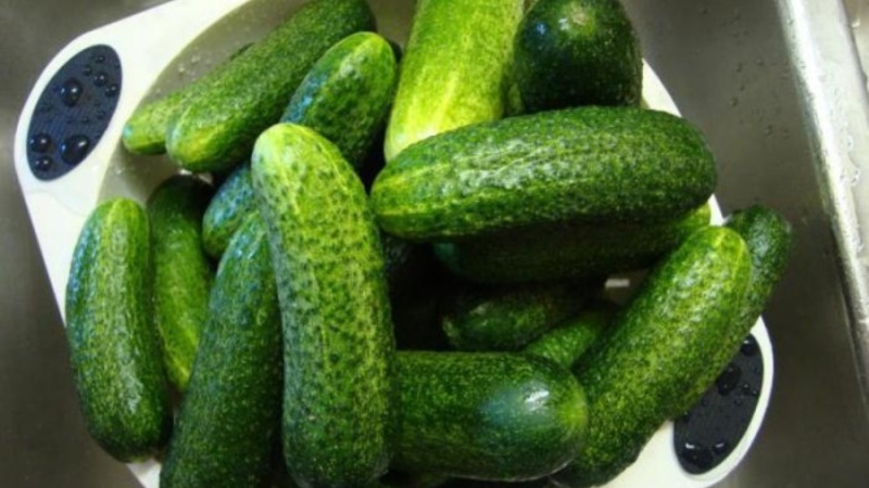 How to properly grow Claudia f1 cucumbers to break yield records