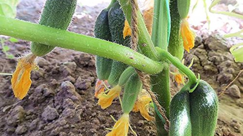 How to properly grow Claudia f1 cucumbers to break yield records