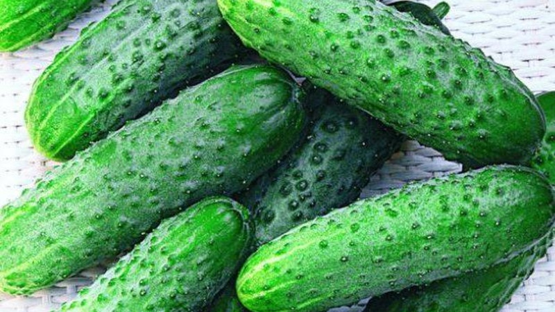 How to properly grow Claudia f1 cucumbers to break yield records