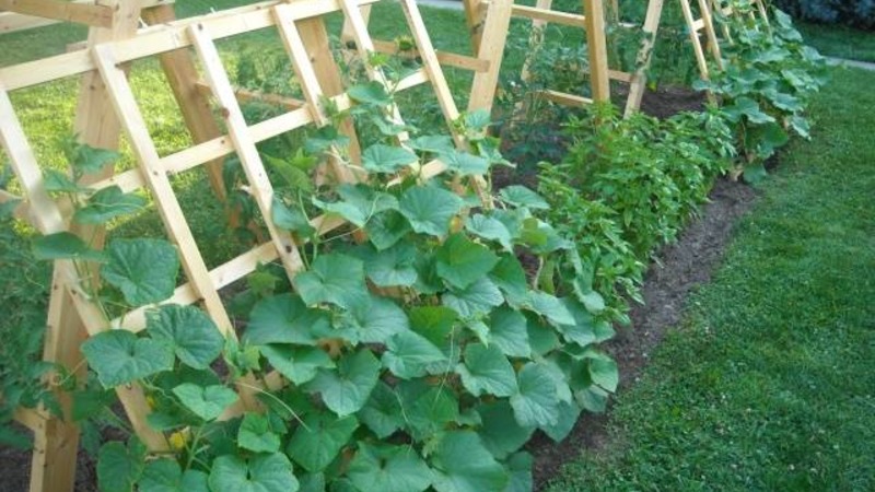 How to properly grow Claudia f1 cucumbers to break yield records