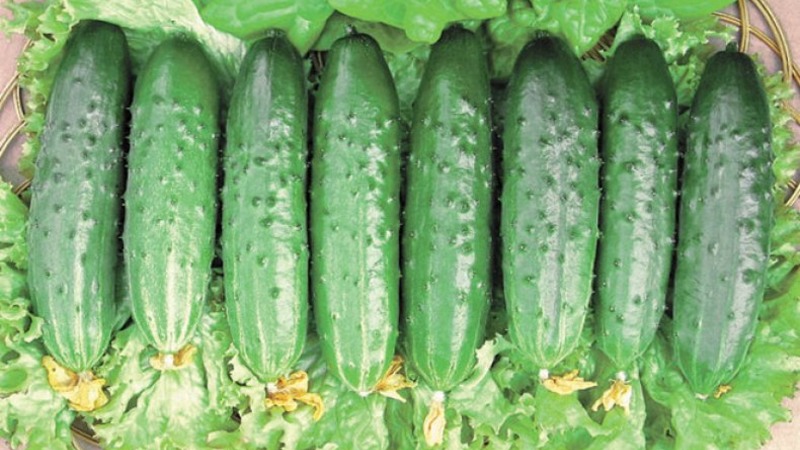How to properly grow Claudia f1 cucumbers to break yield records