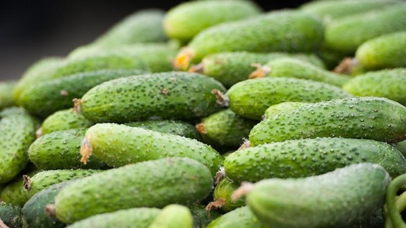 How to properly grow Claudia f1 cucumbers to break yield records