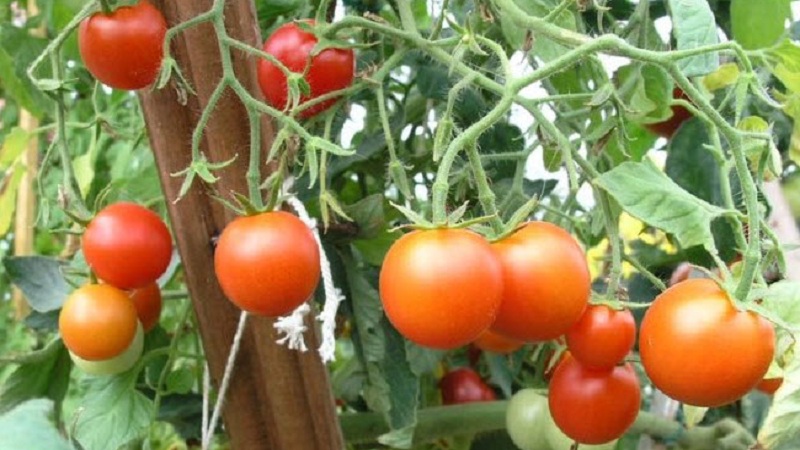 Veteran of domestic selection - early ripening Siberian tomato, time-tested and loved by gardeners