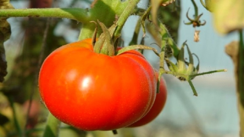 Veteran of domestic selection - early ripening Siberian tomato, time-tested and loved by gardeners