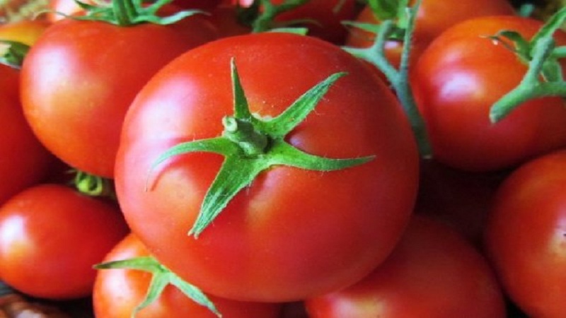 Veteran of domestic selection - early ripening Siberian tomato, time-tested and loved by gardeners