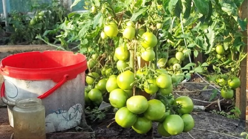 Veteran of domestic selection - early ripening Siberian tomato, time-tested and loved by gardeners