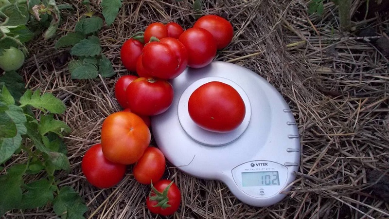 Veteran of domestic selection - early ripening Siberian tomato, time-tested and loved by gardeners