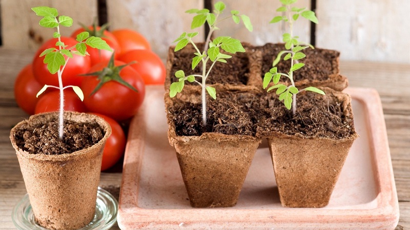 Veteran of domestic selection - early ripening Siberian tomato, time-tested and loved by gardeners