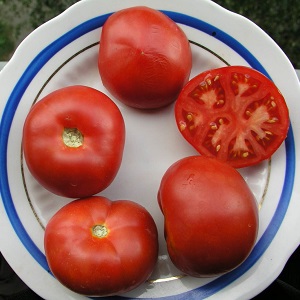 Veteran of domestic selection - early ripening Siberian tomato, time-tested and loved by gardeners