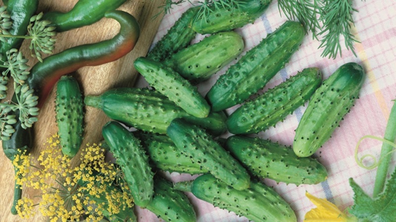 Early ripe cucumbers Parisian gherkin for the most delicious winter preparations