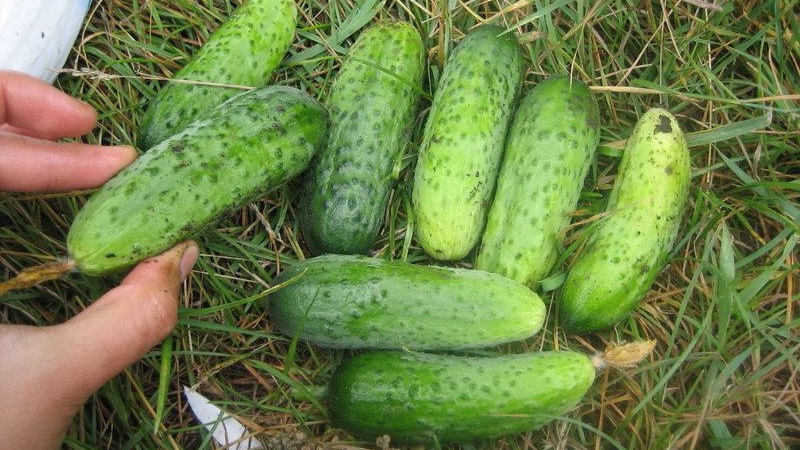 Early ripe cucumbers Parisian gherkin for the most delicious winter preparations