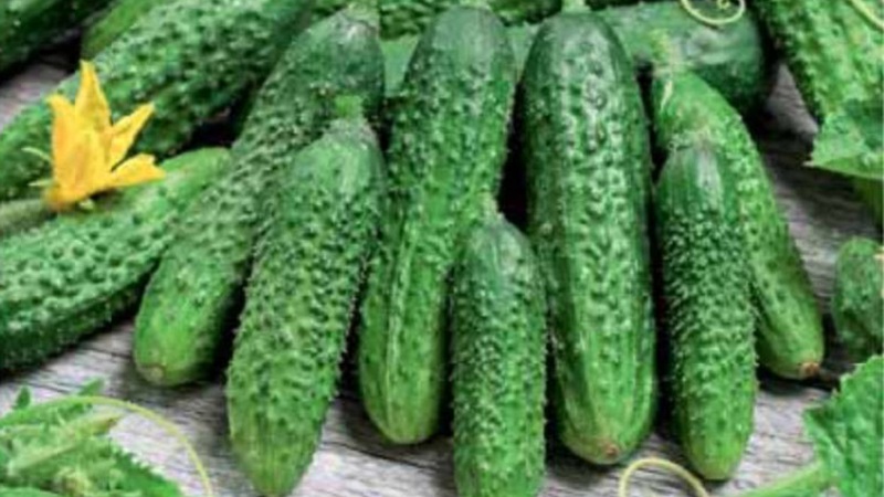 Early ripe cucumbers Parisian gherkin for the most delicious winter preparations