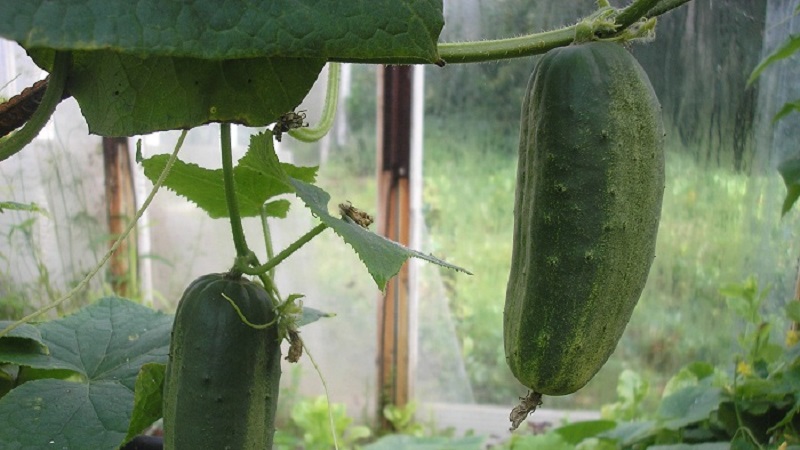 Early ripe cucumbers Parisian gherkin for the most delicious winter preparations