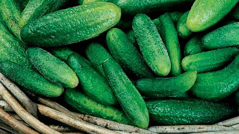 Early ripe cucumbers Parisian gherkin for the most delicious winter preparations