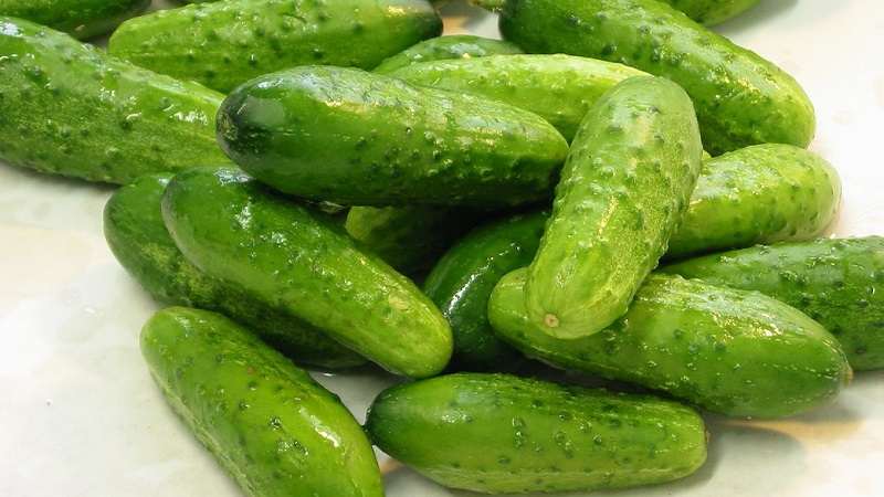 Early ripe cucumbers Parisian gherkin for the most delicious winter preparations