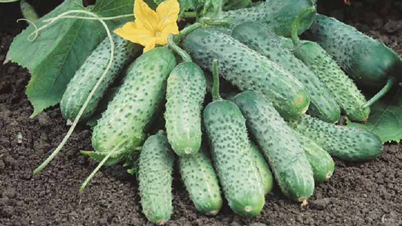 Review of the Pasamonte cucumber variety: advantages and disadvantages, features of agricultural technology