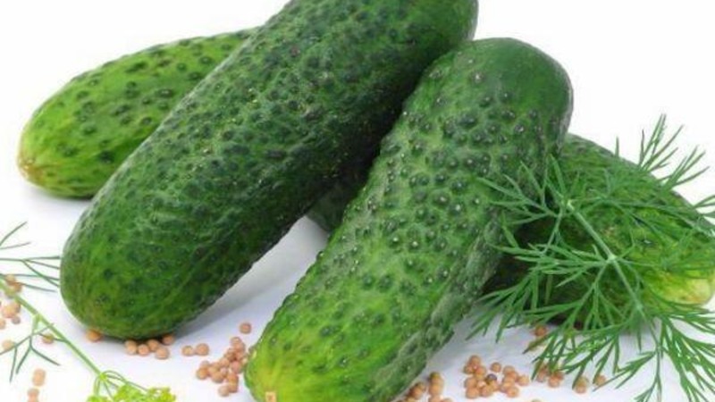 Dirigent Hybrid Cucumber from Dutch Breeders