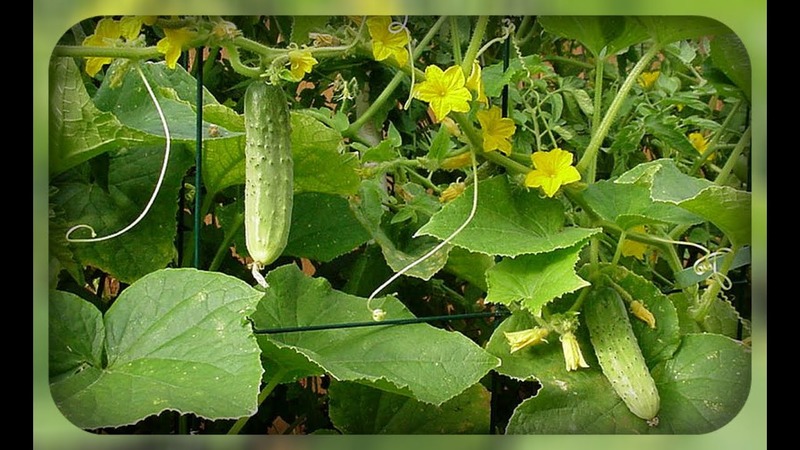 Dirigent Hybrid Cucumber from Dutch Breeders