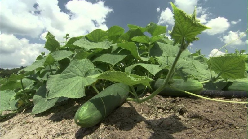Dirigent Hybrid Cucumber from Dutch Breeders