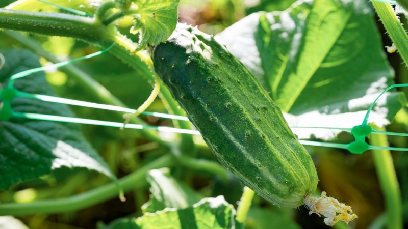 Dirigent Hybrid Cucumber from Dutch Breeders
