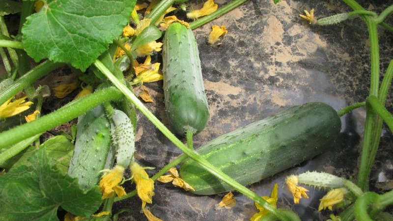 An early ripe hybrid of cucumbers Hector for open ground