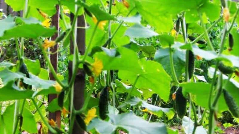 Early ripe hybrid of cucumbers Hector for open ground