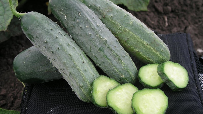 Early ripe hybrid of cucumbers Hector for open ground