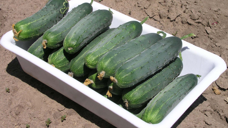 Early ripe hybrid of cucumbers Hector for open ground