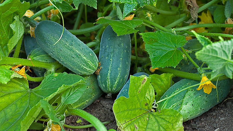 Early ripe hybrid of cucumbers Hector for open ground