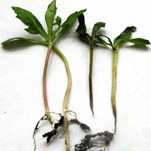 How can your tomato seedlings get sick, and how it can end