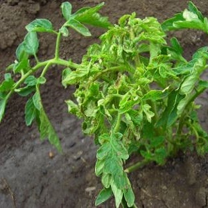 Aspermia or seedlessness