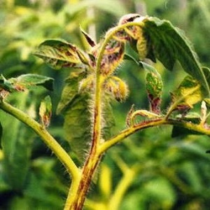 Tomato streak