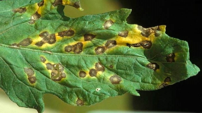 Black bacterial spot