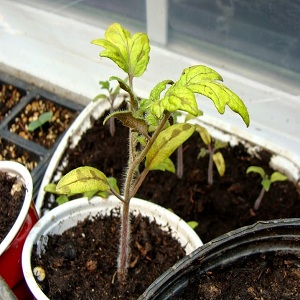 How can your tomato seedlings get sick, and how it can end