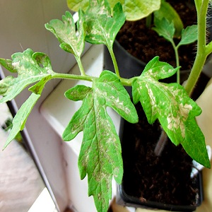 Sunburn of tomato seedlings