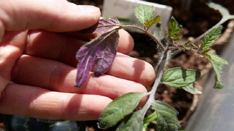 How can your tomato seedlings get sick, and how it can end