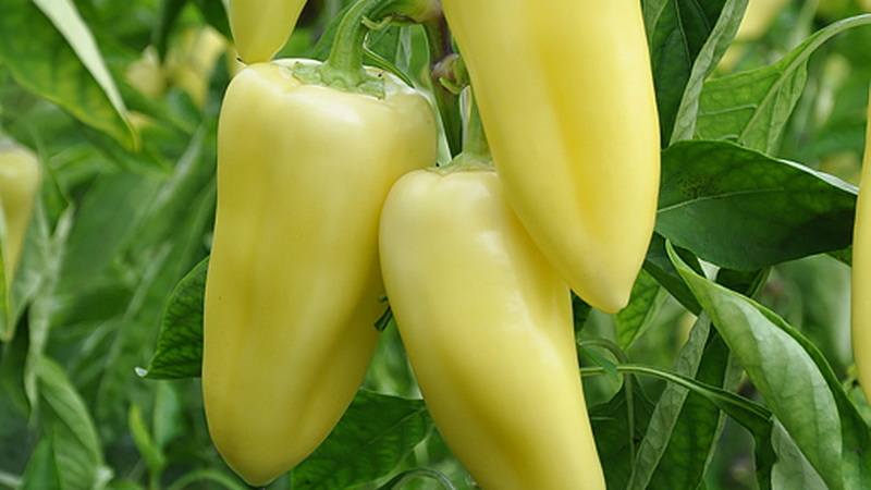 How to grow sweet peppers Snowfall on your site: step by step instructions and expert reviews