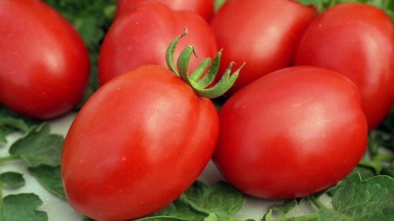 Review of the best varieties of tall tomatoes for open ground: help in choosing and reviews of summer residents
