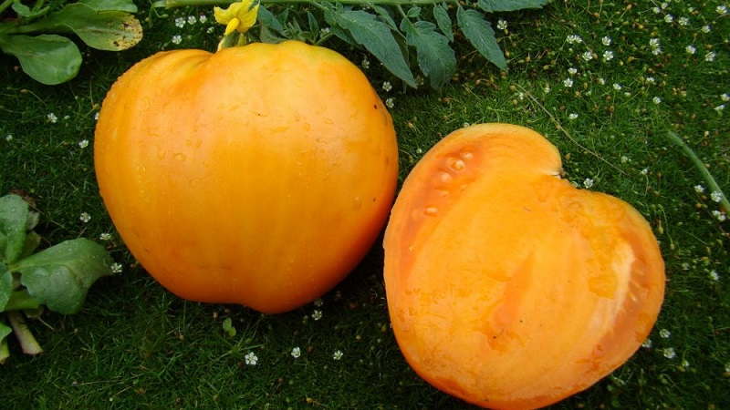 Review of the best varieties of tall tomatoes for open ground: help in choosing and reviews of summer residents