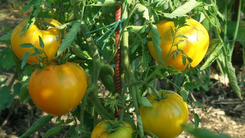 Review of the best varieties of tall tomatoes for open ground: help in choosing and reviews of summer residents