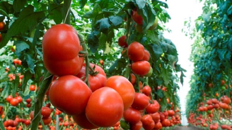 Review of the best varieties of tall tomatoes for open ground: help in choosing and reviews of summer residents