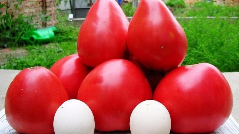 Review of the best varieties of tall tomatoes for open ground: help in choosing and reviews of summer residents